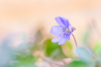 das erste Leberblümchen / das erste Leberblümchen