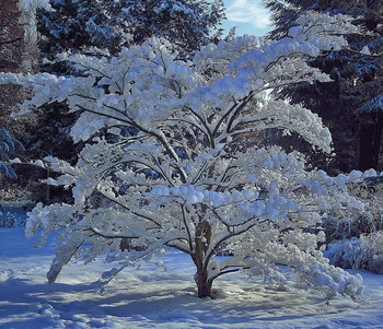 Kleiner Baum / ***