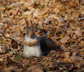 &nbsp; / ___________