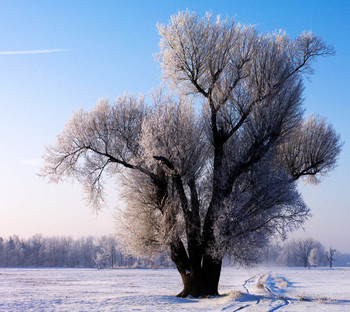 kalt / einzelner Baum auf einer großen Wiese