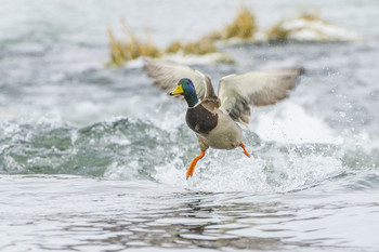 Fliegen Gang / ***