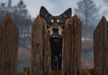 &nbsp; / ***