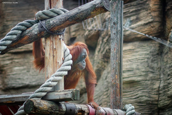 Orangutan / Orangutan