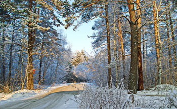 Winter / ***