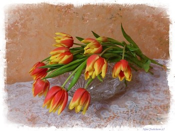 Tulips / ***