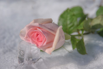 Roses on Ice / ***
