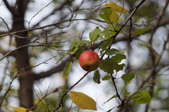 apfel / ***