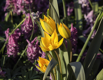 Frühlingsblumen / ***