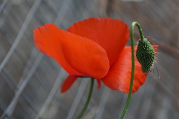 Red Poppy / ***