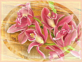 Orchideen / ***