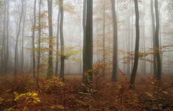 Herbstnebel / ***