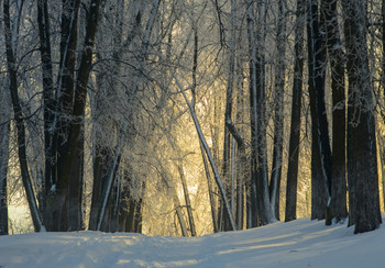 frostigen Morgengrauen / ***