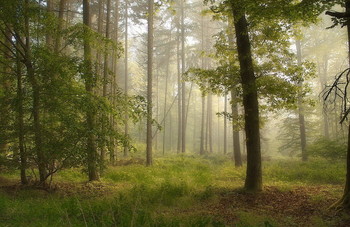 Frühling / ***