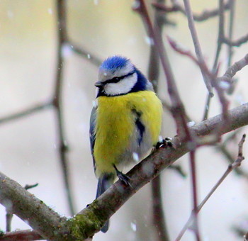 Blaumeise / ***
