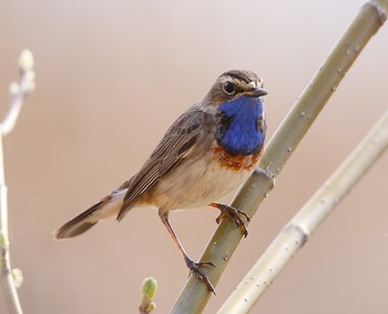 Blaukehlchen / ***