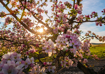 Apfelbaum in voller Blüte / ***