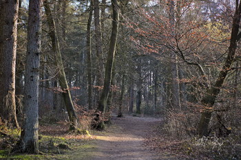 Der Wald auf den Frühling / Eine Waldszeneb im Winter