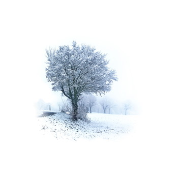 Snow / Snow clad trees in winter landscape
