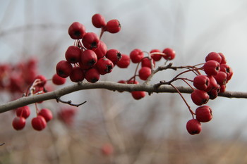 Berries / ***