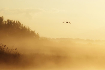 Morgens Flug / ***