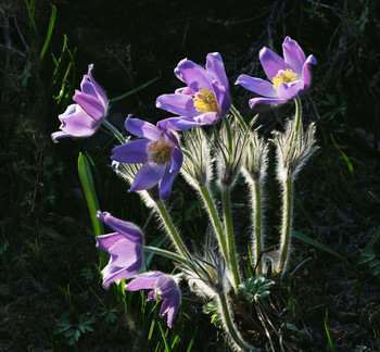 Frühlingsblumen / ***