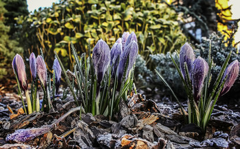 Krokusse / ***