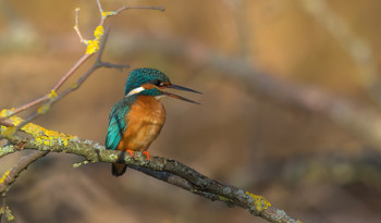 Kingfisher / Eisvogel / The kingfisher is the only species of the kingfisher family found in Central Europe. It inhabits large parts of Europe, Asia and western North Africa and lives in moderately fast-flowing or stagnant, clear waters with small fish and perching areas. Its diet consists of fish, aquatic insects, small crustaceans and tadpoles. The population has rebounded in recent years and the species is currently classified as depleted in Europe, but as low threat throughout its range. The Kingfisher was Bird of the Year in Germany in 1973 and 2009, in the Czech Republic in 2000, in Belgium in 2005, in Switzerland in 2006, in Austria in 2009 and in Slovakia in 2011.
Wikipedia