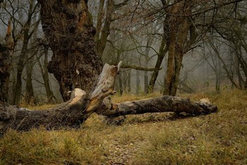 in einem verlassenen Park / ***