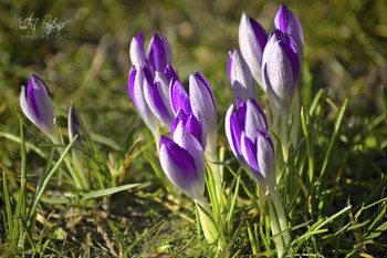 Frühling. Einfach Frühling. / Krokusse.