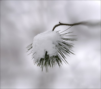 Igel / ***