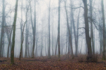 geheimnisvollen Wald / ***