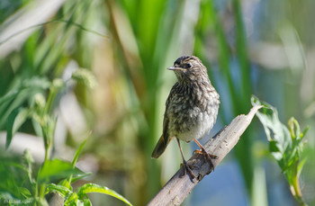 Junge Blaukehlchen / ***