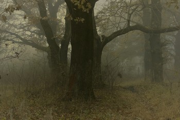 Nebliger Morgen / ***