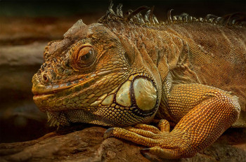 Iguana iguana ♂ / Iguana iguana ♂