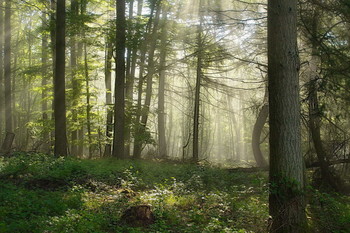 Morgenfrische / ***