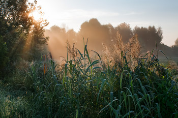 Sonnenstrahl / ***