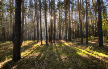 Morgen in einem Kiefernwald / ***