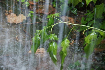 Regen / ***