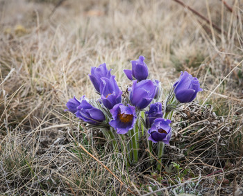 Schneeglöckchen / ***