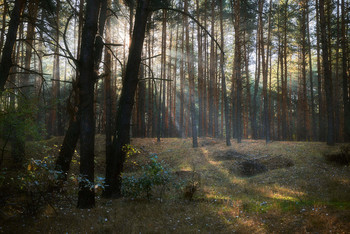 Morgen in einem Kiefernwald / ***