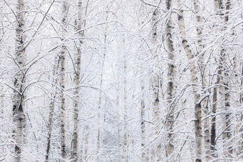 White on white / ***