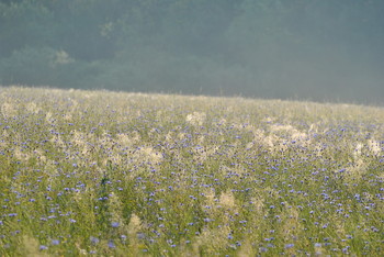 Kornblumenblau Stimmung / ***