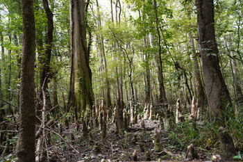 Bottomland hardwood / Congaree National Park, SC