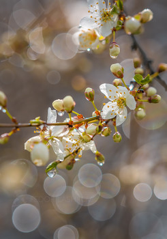 Im Gespräch mit der Sonne / ***