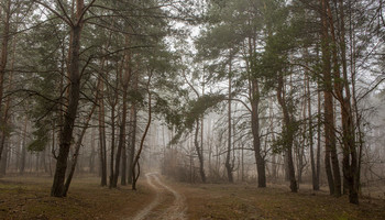 Morgen im Wald / ***