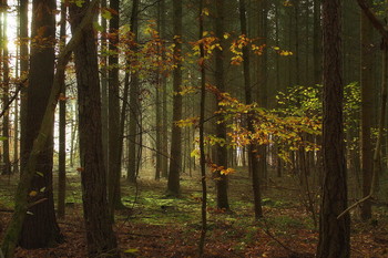 Die Herbstsonne. / ***