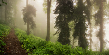 Mist Trail / ***