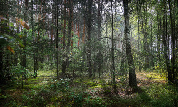 Winterwald / ***