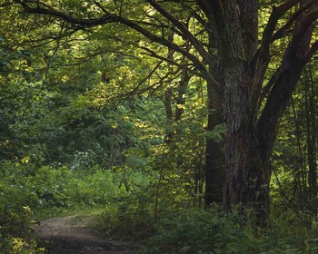 Warm summer evening / ***