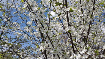Frühling / ***